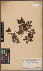 Salix aurita L. x Salix silesiaca Willd.